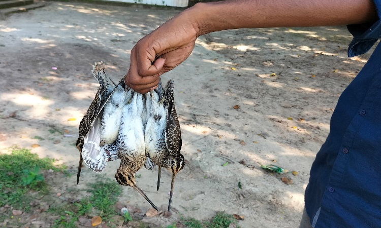 চলনবিলে অবাধে চলছে পাখি নিধন