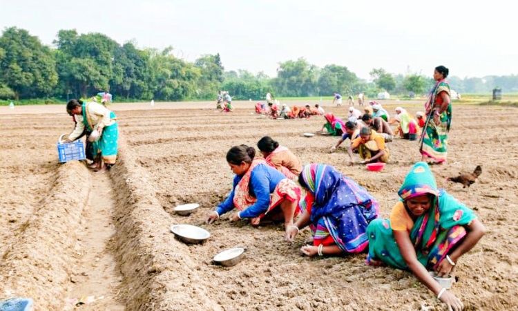 খানসামায় আগাম রসুন চাষে ব্যস্ত কৃষক