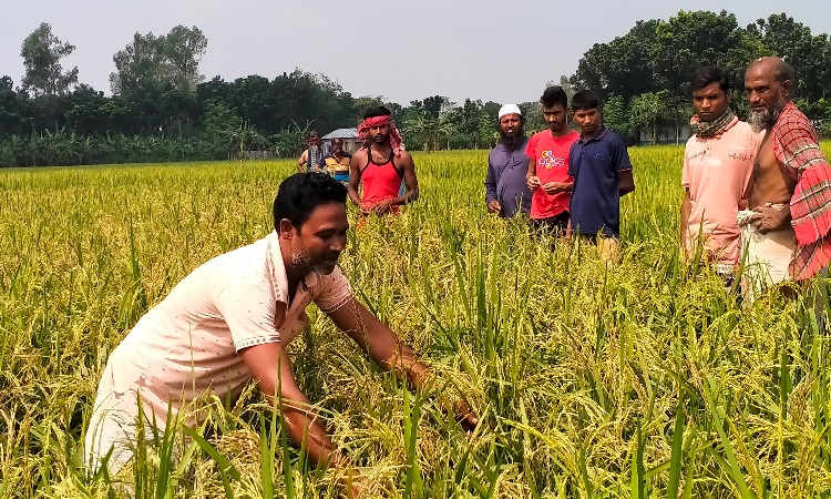 নলডাঙ্গায় ভেজাল ধানের বীজ বপন করে শতাধিক কৃষককের সর্বনাশ