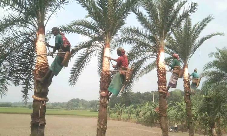 কড়া নাড়ছে শীত। দিনে গরম সন্ধ্যা হলেই শীতের আগমন বার্তা কুয়াশার সঙ্গে শীত অনুভূত হচ্ছে। এরই মধ্যে চুয়াডাঙ্গা জেলার গাছিরা আগাম খেজুর গাছ তুলতে শুরু করেছেন।