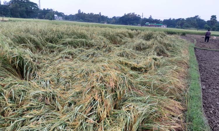 বৃহস্পতিবার দিনভর গুঁড়িগুঁড়ি বৃষ্টিতে চট্টগ্রামের আনোয়ারা উপজেলার আমন ও শীতকালীন সবজি চাষীদের শঙ্কা বাড়ছে। বৃষ্টির কারণে আমন ধান কাটার আগে নুয়ে পড়তে পারে বলে কৃষকরা জানিয়েছেন।