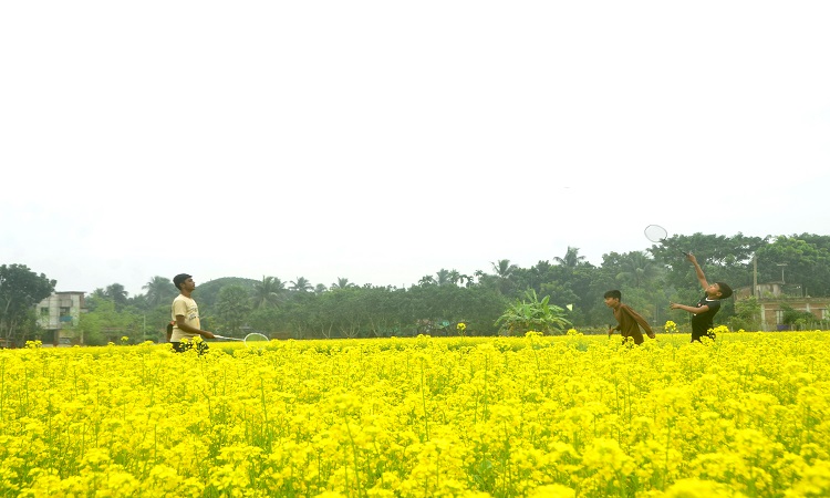 গ্রাম-বাংলার চারপাশ এখন সরিষা ক্ষেতে ঢাকা। যেদিকেই চোখ যায় শুধু হলুদ আর হলুদ। প্রকৃতির নির্মল বাতাসে ভেসে বেড়াচ্ছে সরিষা ফুলের মাতাল করা ঘ্রাণ। সরিষা ক্ষেতের মধ্যে ফাঁকা জমিতে ব্যাডমিন্টন খেলছে কিশোররা। ছবিটি মঙ্গলবার যশোরের পুলেট বাজার এলাকা থেকে তোলা।