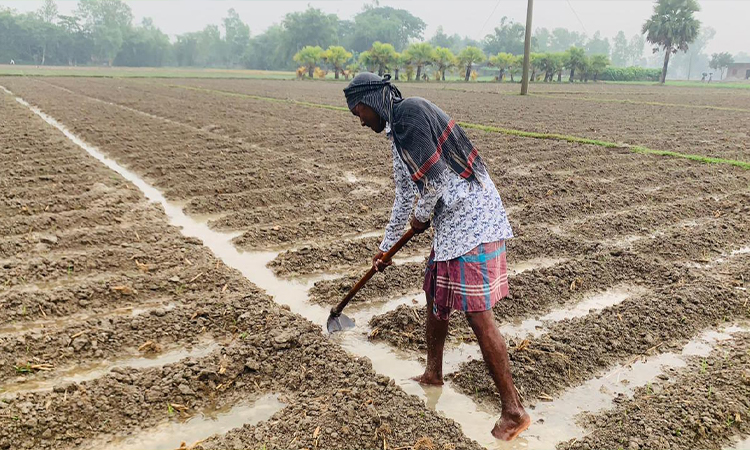 ঘূর্ণিঝড় মিগজাউমের প্রভাবে টানা দুইদিনের বৃষ্টিতে জয়পুরহাটের ক্ষেতলালে আলুর জমিতে পানি জমতে শুরু করেছে। যা নিয়ে চিন্তিত হয়ে পড়েছে কৃষকরা। ফসল বাঁচাতে তাই পানি নিষ্কাশনের ব্যবস্থা করছেন তারা।