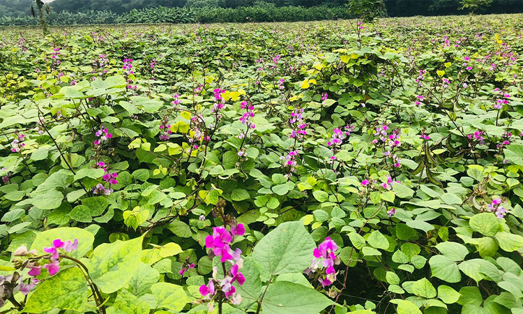 শাকসবজী উৎপাদনের জন্য বিখ্যাত চলতি মৌসুমে নরসিংদী জেলার ৬টি উপজেলায় ৬ হাজার ৩৬০ হেক্টর জমিতে শীতকালীন সবজী শিমের চাষ করা হয়েছে। জেলায় মাঠজুড়ে বেগুনি রঙে রাঙানো কৃষকের শিমের মাচা। কৃষকের মুখে ফুটেছে হাসি। রায়পুরা উপজেলার আদিয়াবাদ ইউনিয়নের শেরপুর পশ্চিমপাড়া গ্রাম থেকে তোলা ছবি।