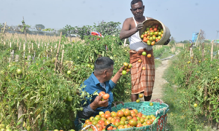 এবার চট্টগ্রাম নগরের হালিশহর আনন্দবাজার এলাকায় টমেটোর বাম্পার ফলন হয়েছে। এখানকার খেত থেকে টমেটো তুলে তা সরাসরি বিভিন্ন বাজারে সরবরাহ করা হয়। আকারভেদে প্রতি কেজি টমেটোর দাম ২৮ থেকে ৩০ টাকা।