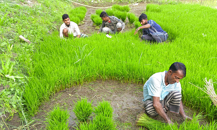 তীব্র শীত ও ঘন কুয়াশা উপেক্ষা করে বীজতলা থেকে ইরি ও বোরো ধানের চারা সংগ্রহে ব্যস্ত কৃষি শ্রমিকেরা। ছবিটি সোমবার সকালে ময়মনসিংহের নান্দাইল থেকে তোলা।