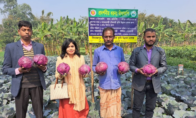 দিনাজপুরে চাষ হচ্ছে রঙিন বাঁধাকপি রুবি কিং