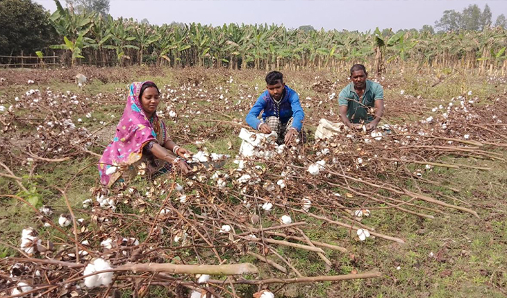 তুলা চাষে বাম্পার ফলন হওয়ায় কৃষকের মুখে হাসি ফুটেছে।