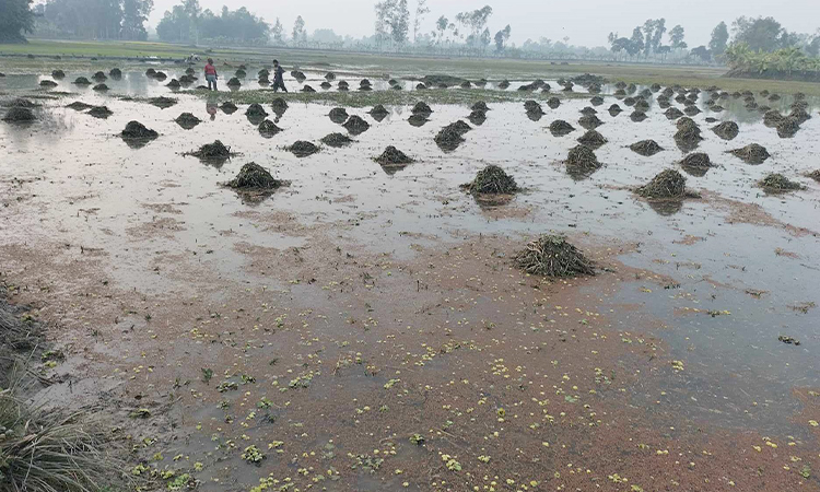 সিরাজগঞ্জের তাড়াশে যত্রতত্র পুকুর খননে প্রায় ছয় বছর যাবত জলাবদ্ধতায় তিন থেকে চার ফসলি জমি গুলো বছরে সাত আট মাস পানিতে ডুবে থাকে। এ কারণে ওই ফসলি মাঠে ধান ও সরিষার আবাদ থেকে বঞ্চিত হচ্ছেন কৃষকেরা। এ দিকে শুধু মাত্র বোরো মৌসুমে একটি ফসলের আবাদ হয়। তাও পানি নামতে দেরি হওয়ায় হওয়ায় ফলনও ভাল হয় না।