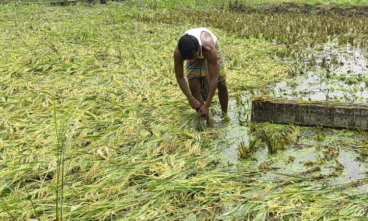 ময়মনসিংহের নান্দাইল উপজেলার মধ্য দিয়ে প্রবাহিত নরসুন্দা নদীর দুই পাশে কৃষকেরা আবাদ করেছেন বোরো ধান। হঠাৎ নদীতে পানি বেড়ে যাওয়া ও ঝড়ের কারণে ধানগাছ মাটিতে লুটিয়ে পড়েছে।