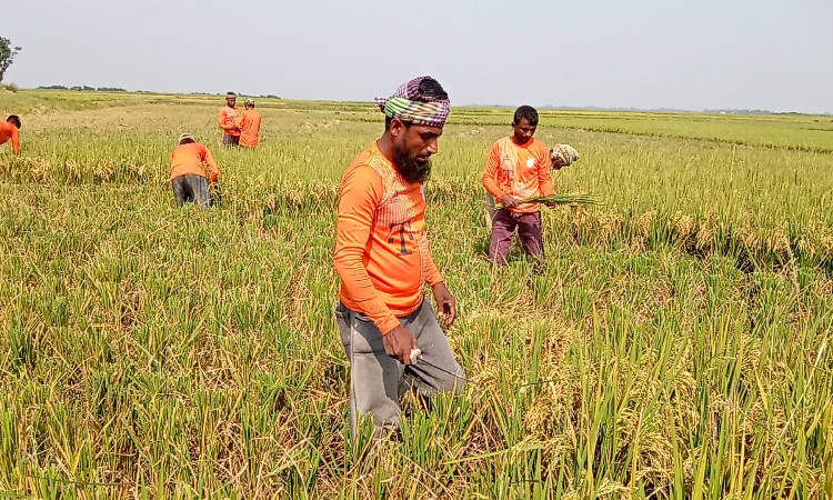 সুনামগঞ্জের হাওরগুলোতে বোরো ধান কাটা শুরু হয়েছে। এবার বোরো ধান ভালো হলেও অধিকাংশ হাওরে এখনও ঠিকমতো ধান পাকেনি। পাহাড়ি ঢলের ভয়ে আধা পাকা রেখেই দেদারসে কৃষকরা ধান কাটছেন।