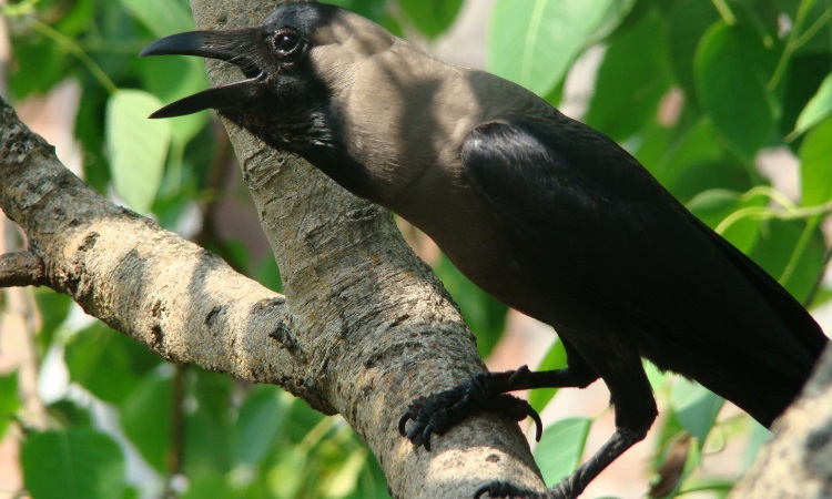 বগুড়ায় তাপদাহে মানুষের পাশাপাশি প্রাণিকূলের প্রাণ ওষ্ঠাগত