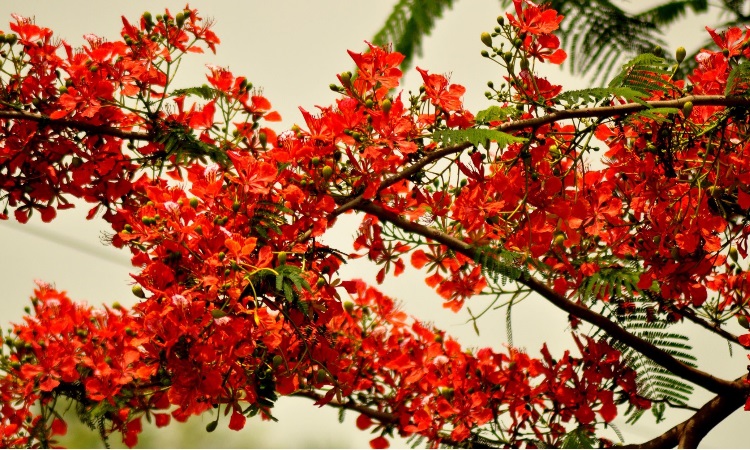 কৃষ্ণচূড়ার লালে মেতেছে প্রকৃতি