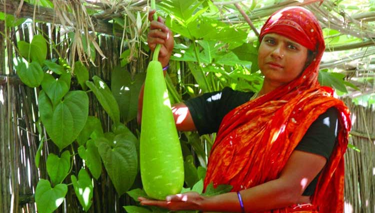 লাউয়ের বিস্ময়কর স্বাস্থ্য উপকারিতা