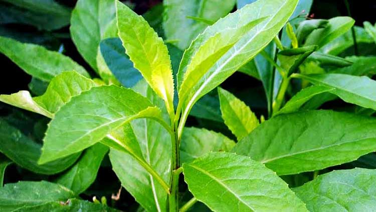 যে গাছের পাতা ডায়াবেটিস নিয়ন্ত্রণে রাখে