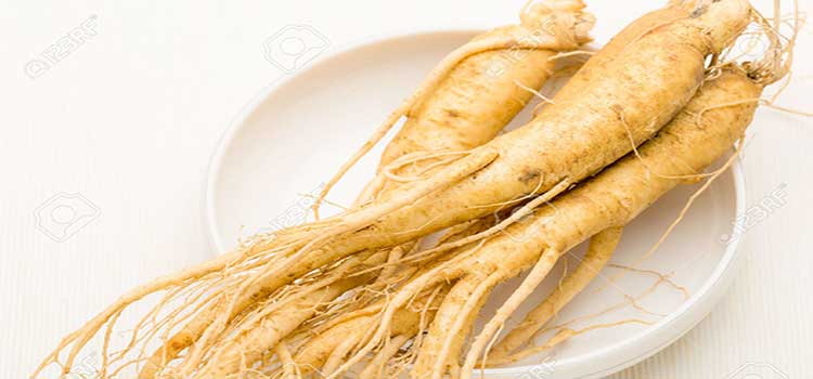 জিনসেং এর ঔষধিগুণ