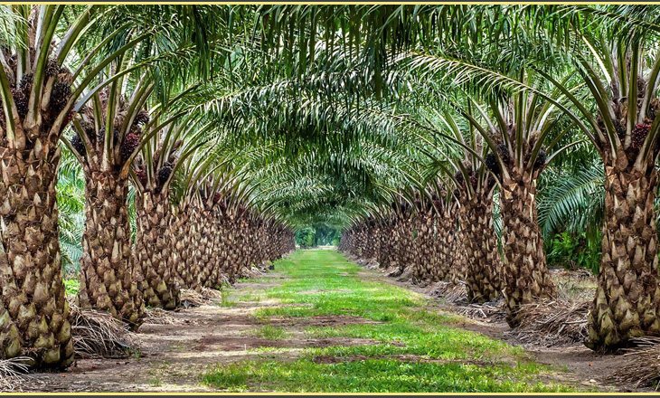 মহানবী (সা.) বৃক্ষরোপণে উৎসাহিত করতেন