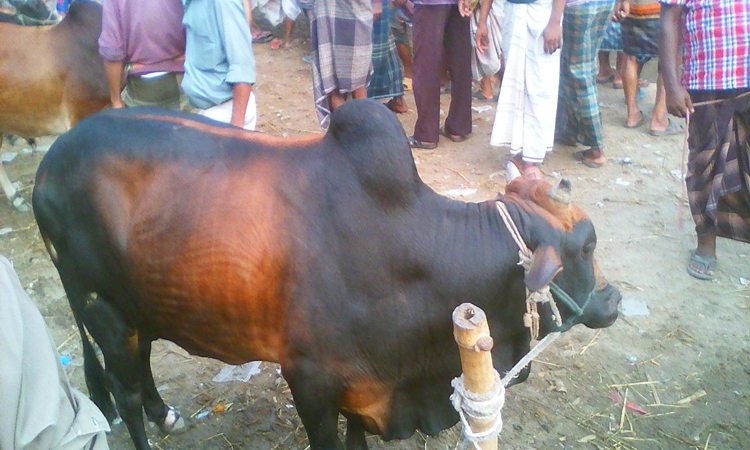 চিরিরবন্দরে কোরবানির জন্যে ১৯ হাজার পশু প্রস্তুত