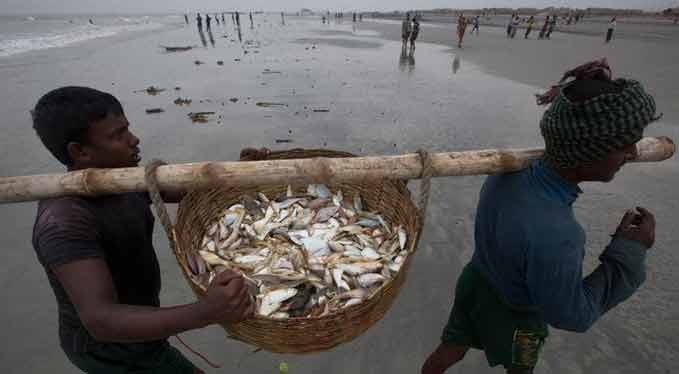 চাষের মাছ : কেনার আগে ভাবুন