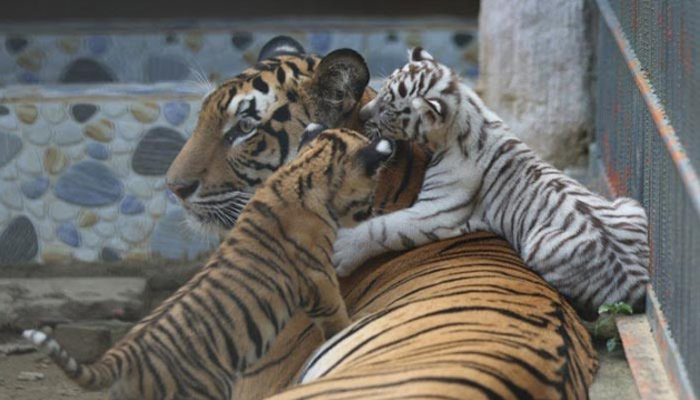 চট্টগ্রাম চিড়িয়াখানায় সাদা বাঘের শাবক