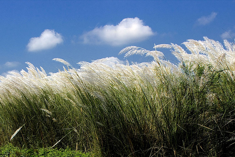 স্নিগ্ধ শরতের শুভ্র কাশফুল