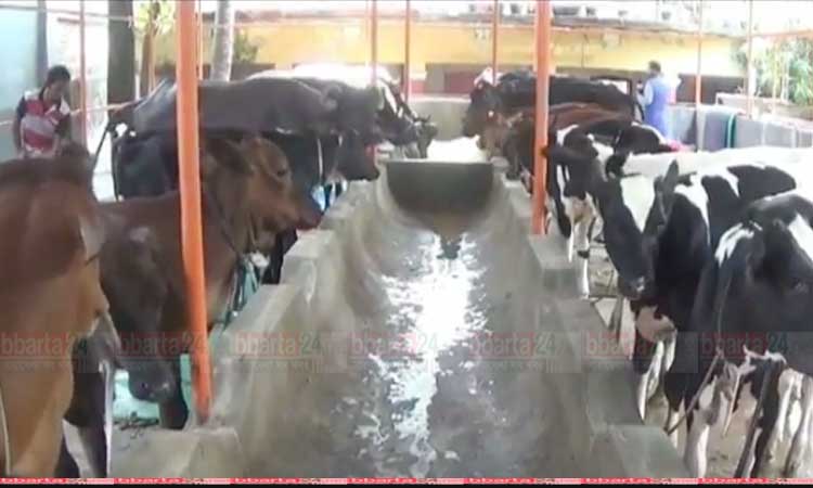 শখের বসে শুরু করে সফল খামারি ডিপজল