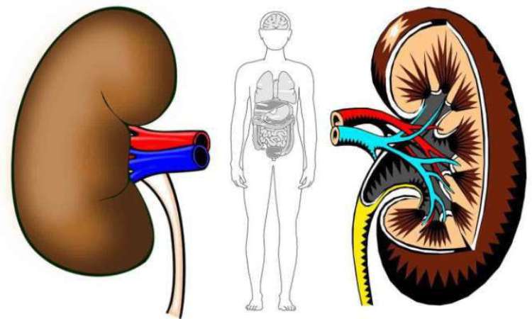 কিডনি ক্যানসারের নীরব লক্ষণ