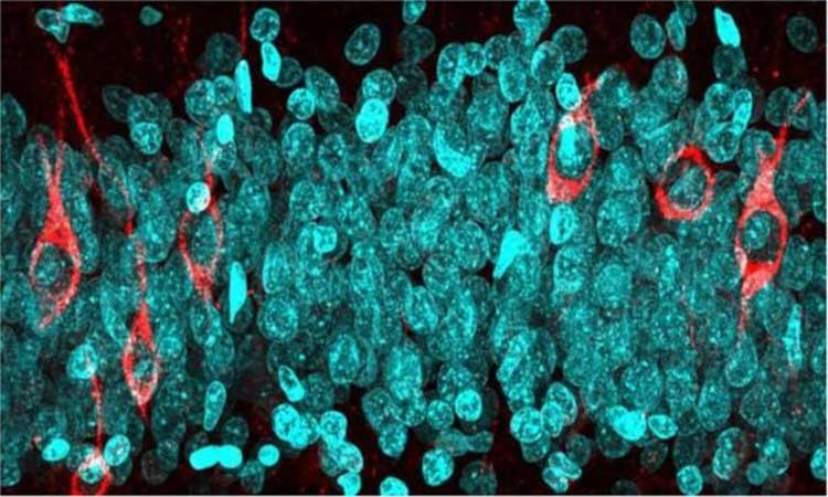 মস্তিষ্কে নতুন কোষ তৈরি হয় জীবনভর