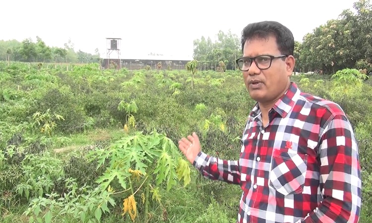 'রেড লেডি পেঁপে' চাষ করে বিপাকে কৃষকরা