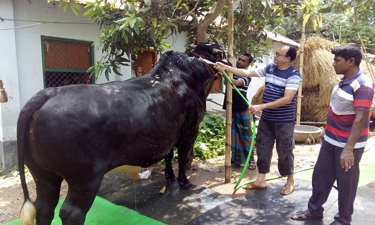 কোরবানি ঈদের জন্য তৈরি হচ্ছে ৪০ মণের যুবরাজ