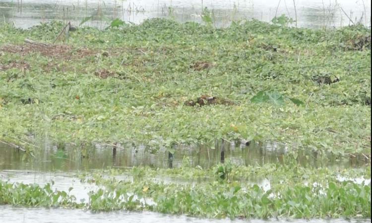 কুড়িগ্রামে বন্যায়  ২০ হাজার হেক্টর জমির ফসল ক্ষতির আশংকা