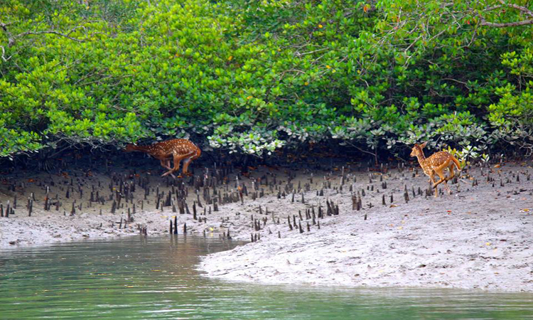 সুন্দরবনে রেড অ্যালার্ট জারি