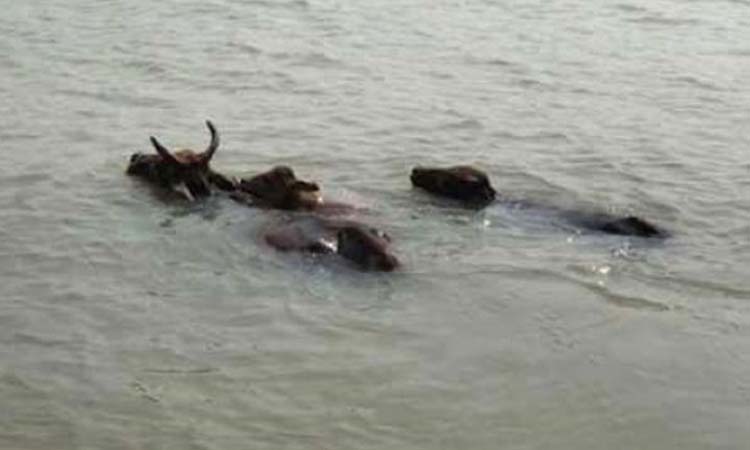 মেঘনার জোয়ারে নিখোঁজ শতাধিক মহিষ