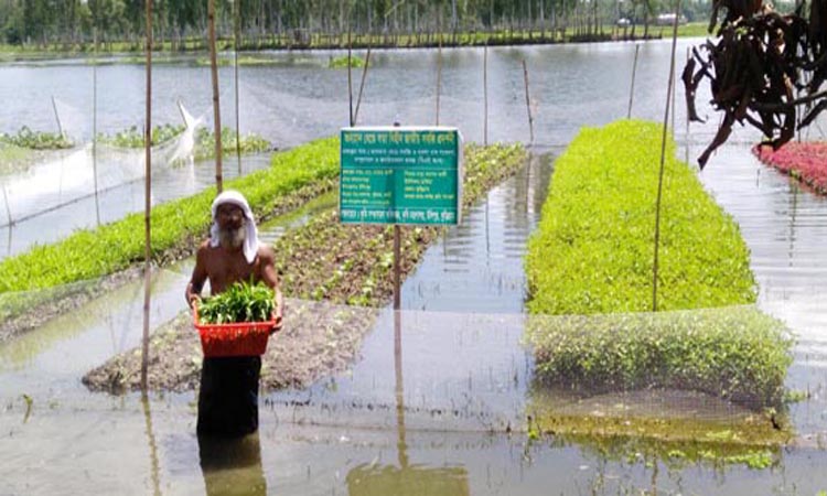 ব্রহ্মপূত্র নদে ভাসমান সবজি চাষ