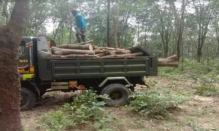 লামায় ২০০ রাবার গাছ কেটে ফেলেছে সন্ত্রাসীরা