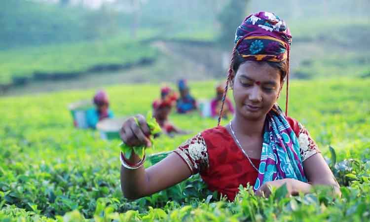 চা উৎপাদনে সব রেকর্ড ভাঙছে বাংলাদেশ