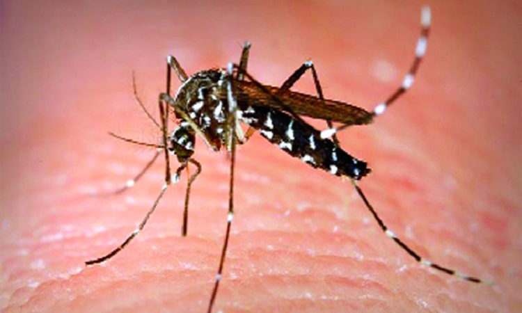 সাতক্ষীরায় এখনও কমেনি ডেঙ্গুর প্রভাব