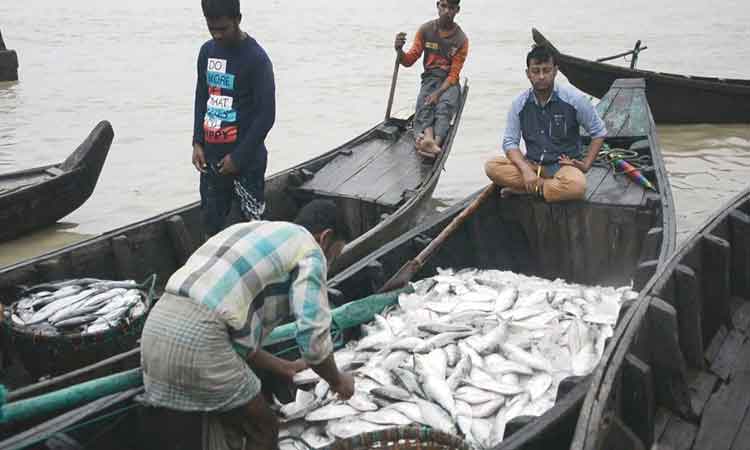 ২২ দিন ইলিশ ধরা-বিক্রির ওপর নিষেধাজ্ঞা