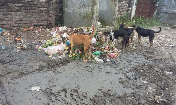 রংপুর সিটিতে যত্রতত্র বর্জ্য, ভোগান্তি