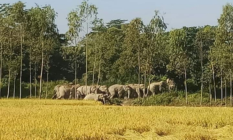 লোহাগড়ায় লোকালয়ে বনস্যহাতির পাল