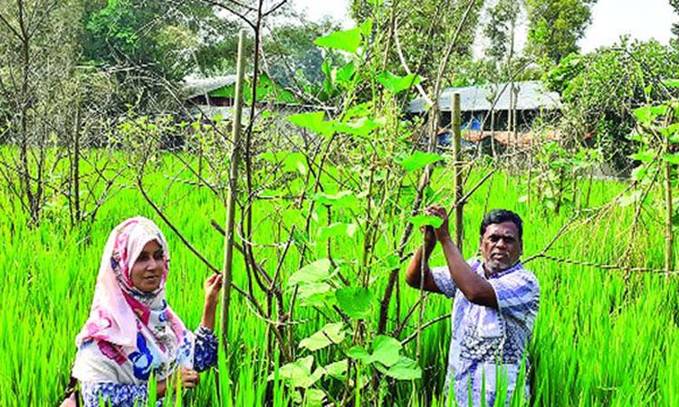 কুমিল্লায় ধান ক্ষেতে সবজি চাষ