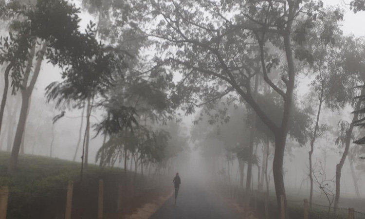 মৌলভীবাজারে তীব্র শীতে ভোগান্তিতে চা শ্রমিকরা