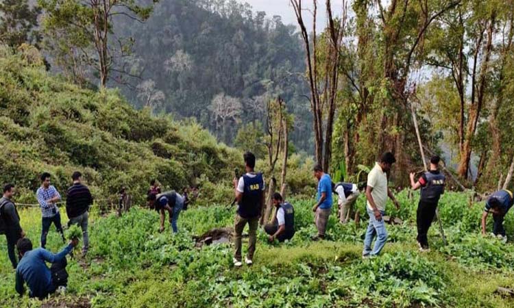 বান্দরবানে পপি ক্ষেত ধ্বংস করলো র‌্যাব