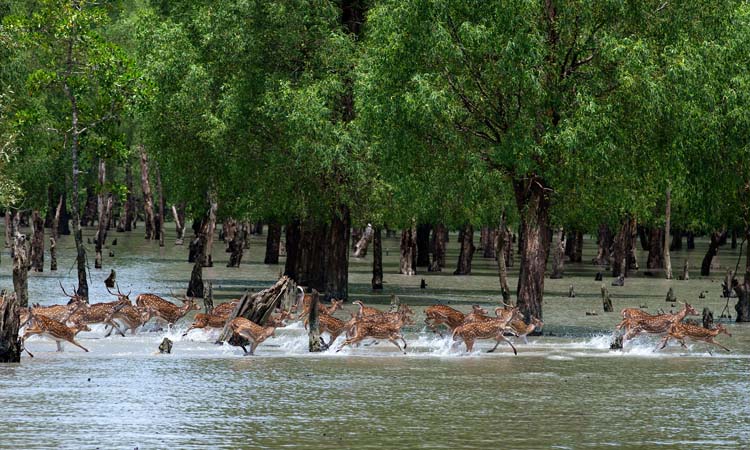 দেশের সেরা ৩ পর্যটন কেন্দ্র