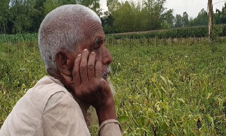 করোনাভাইরাসে থমকে গেছে দিনাজপুরের কৃষি চিত্র