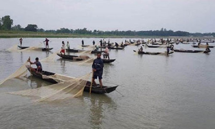 হালদা নদীতে ডিম ছেড়েছে মা মাছ