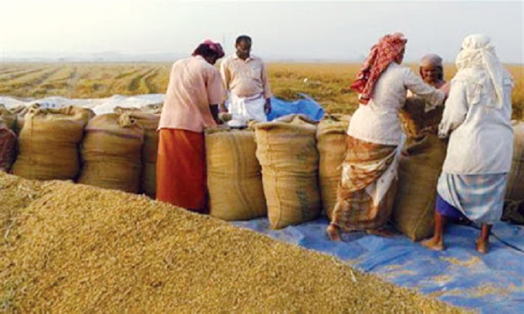 এক মাসে দেড় হাজার টন বোরো ধান সংগ্রহ