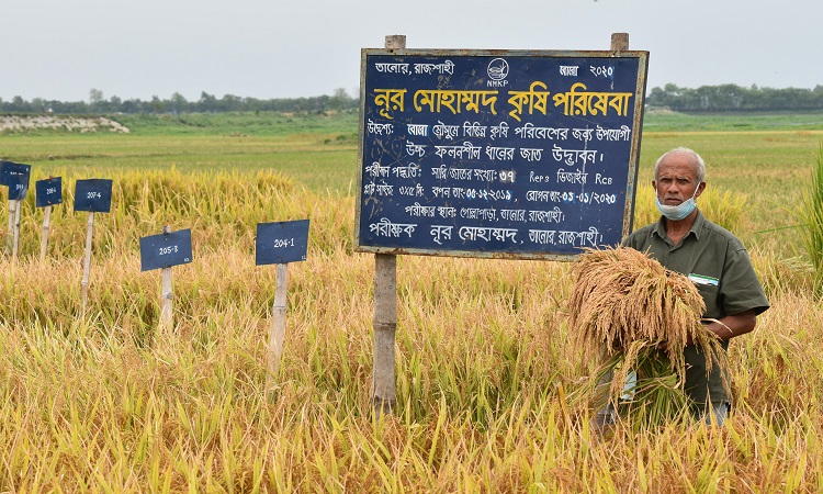 তানোরে কৃষক নূর মোহাম্মদের ক্ষেতে ৩৭ প্রকারের নতুন ধান