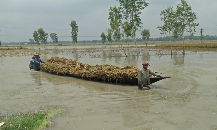 ইসলামপুরে আগাম বন্যায় ডুবে গেছে ধান, দিশেহারা কৃষকরা