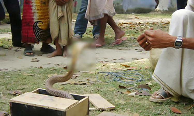 খেলা দেখাতে গিয়ে সাপের কামড়ে সাপুড়ের মৃত্যু